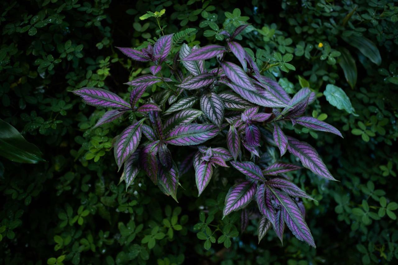 Volcano Gold Loft La Fortuna 외부 사진